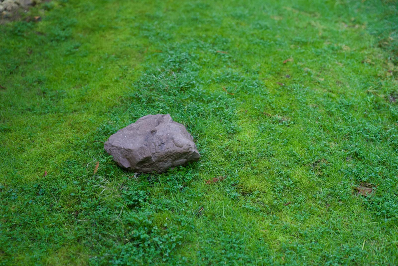 3d: This is not a rock.